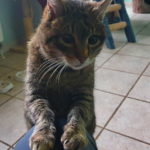 Molli